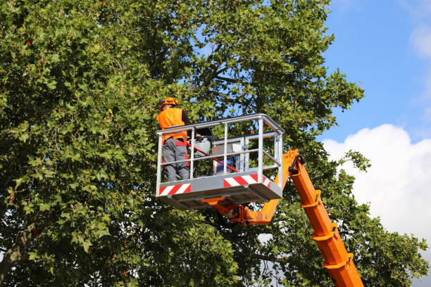 The Steps Involved in Our Tree Care Process in Santo Domingo Pueblo, NM